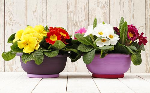 Two pots with spring flowers