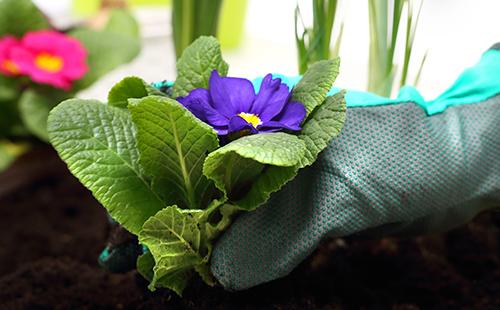 Hand holds primrose bush