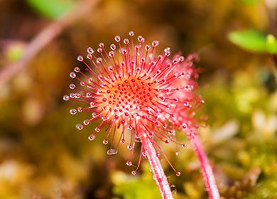 Deceptively delicate sundew flower