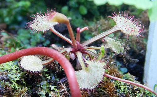 Bush of a predatory Australian plant