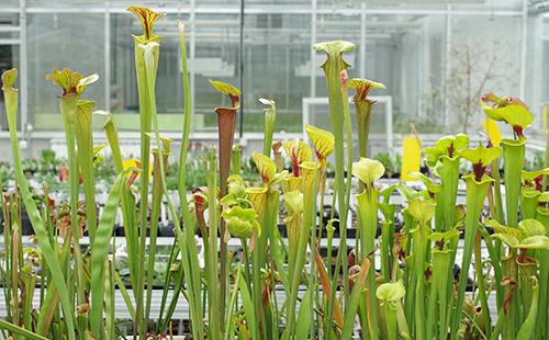 Sarracenia yellow in the greenhouse