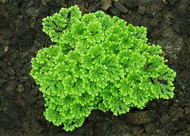 Selaginella bush