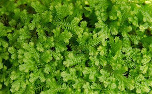 Green plant selaginella
