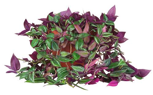 Leaves of Tradescantia
