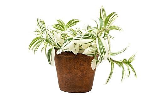 Tradescantia pot