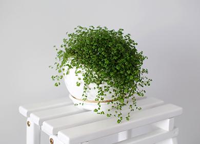 Baby tears in a white pot