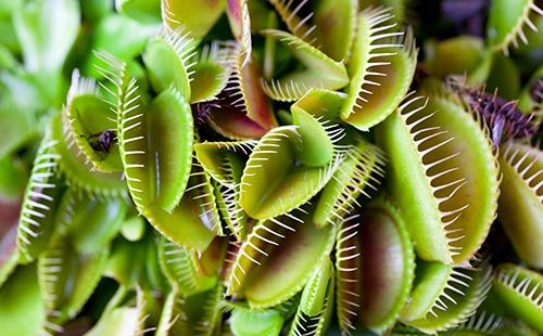 Abundantly Overgrown Dionea