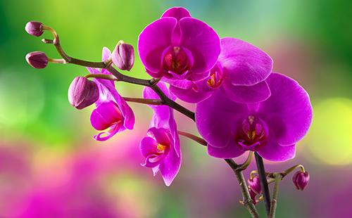 Purple orchid flower