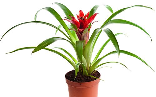 Potted bromeliad
