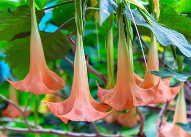 Brugmansia flowers