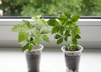 Seedlings in plastic cups