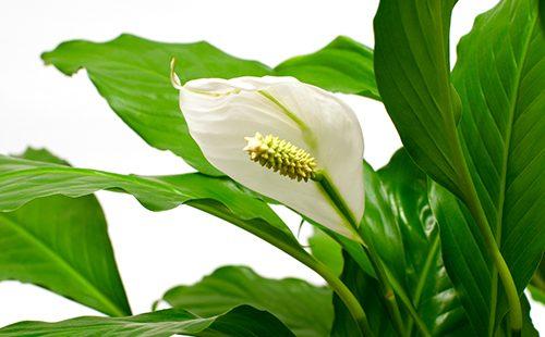 Dark green leaves frame a white flower.