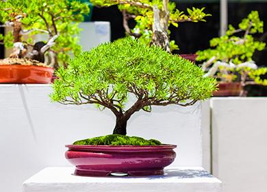 Bonsai tree