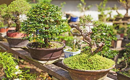 Two bonsai trees