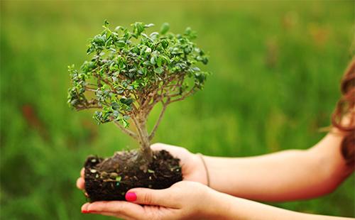 Bonsai tree in hands