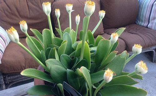 Houseplant - Hemanthus