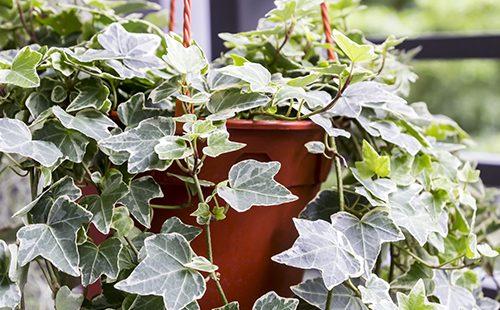 Liana has grown in a pot on the balcony