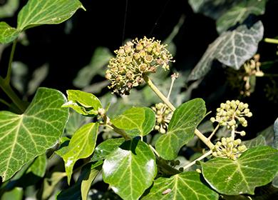 Common ivy in bloom