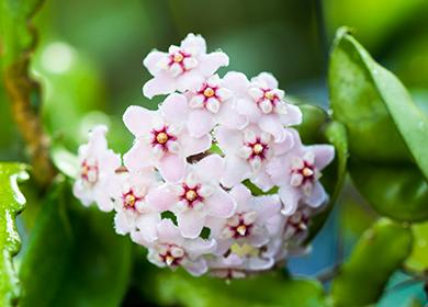 Fancy Hoya Fleshy Flowers