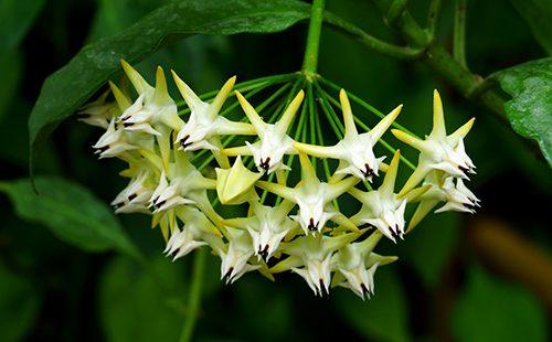 Flowering hoya multiflorum