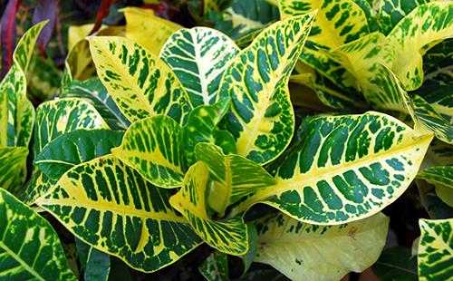 Variegated croton leaves