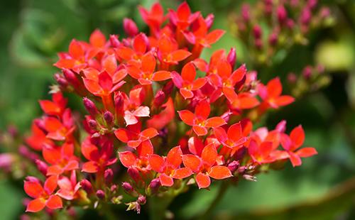 A bunch of smart red flowers