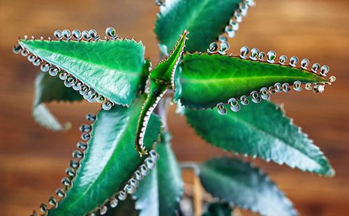 Healthy Succulent Leaves