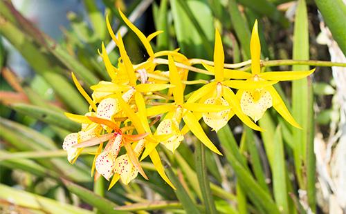 Yellow cattleya