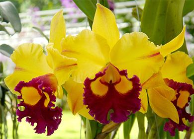 Cattleya yellow flowers