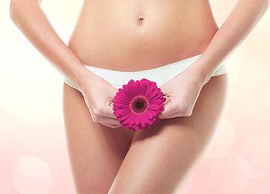 Gerbera in the hands