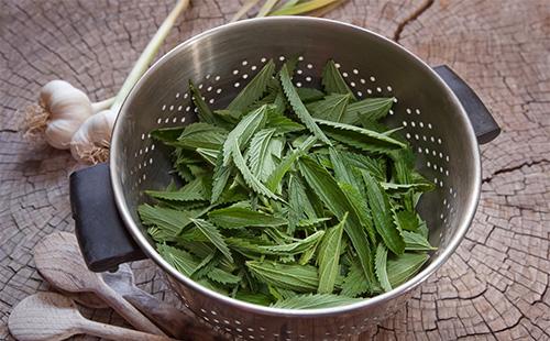 Nettle greens in a colander