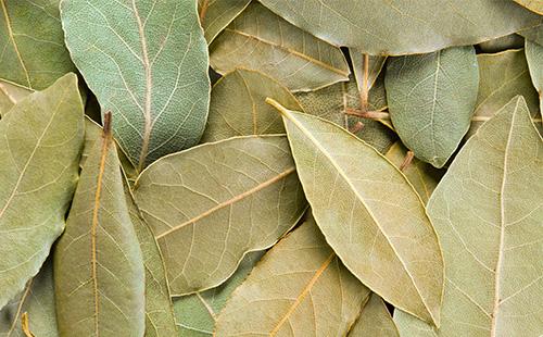Bay leaves