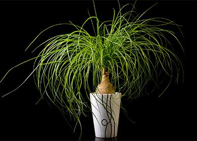 Nolina in a pot on a black background