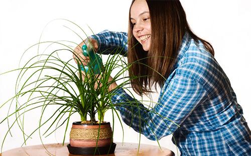 Woman spraying nolina