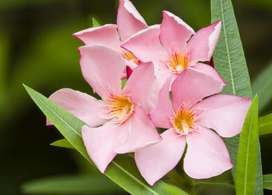 Pink evergreen shrub flowers