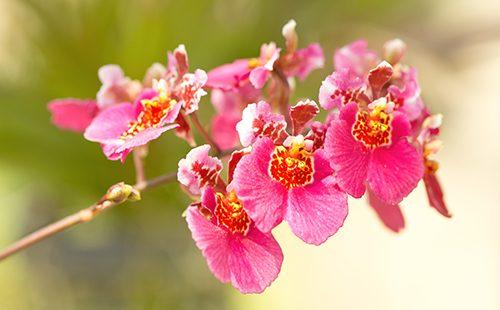 Pink oncidium