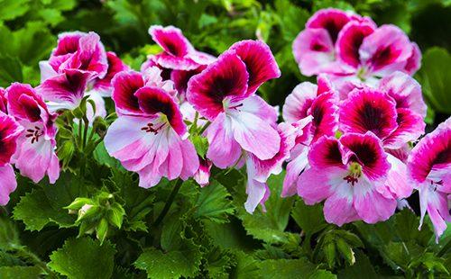 Bright Pelargonium Flowers