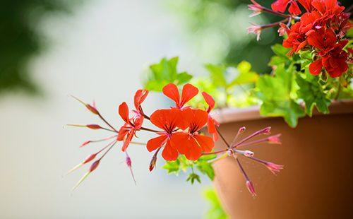 Ampelic pelargonium in a clay pot