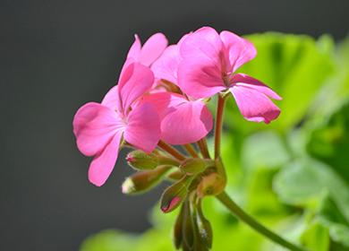 Spring flowering ivy pelargonium