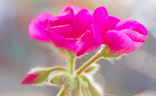 Pink petals of large-flowered pelargonium
