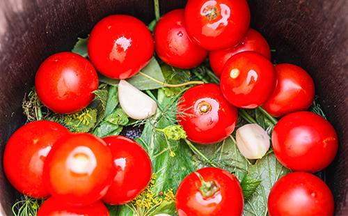 Tomatoes in a wooden barrel with leaves and garlic for marinade