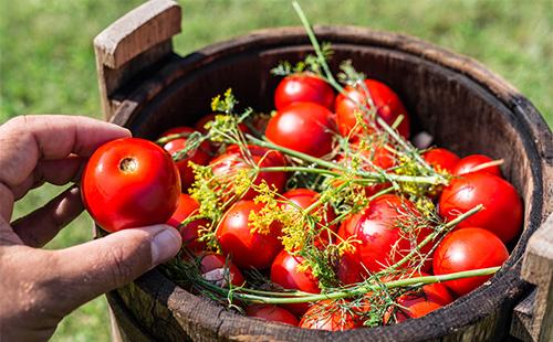 Pickled tomatoes in a barrel