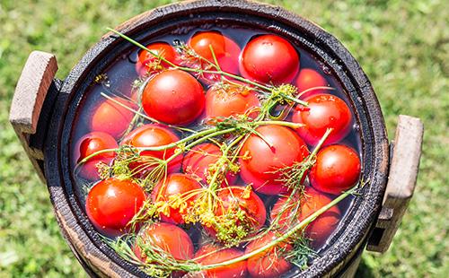 Pickled tomatoes in brine