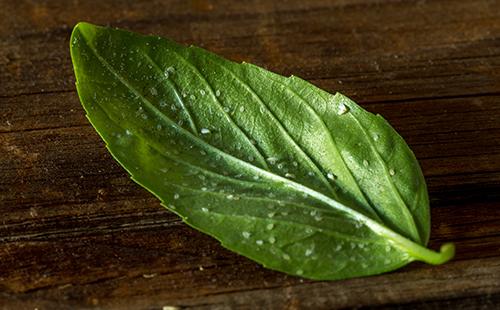 Whitefly on a leaf