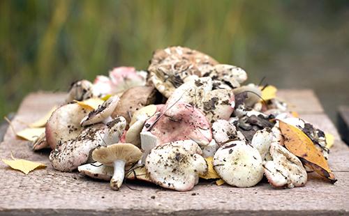 Russula on the table