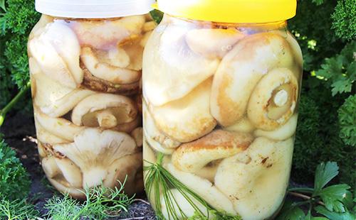 Jars marinated in jars