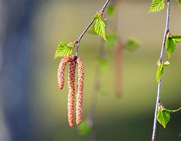 Birch buds