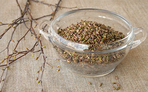 Birch buds in writing