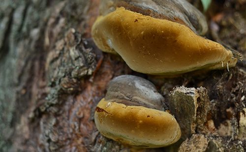 Two chaga mushrooms on the trunk