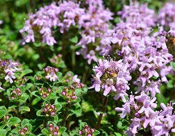 Blue Thyme Flowers